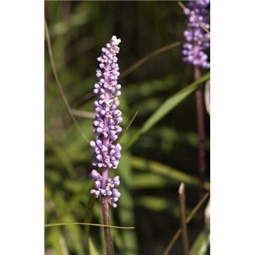 Liriope muscari