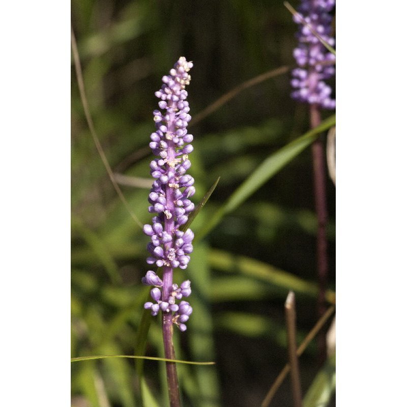 Liriope muscari