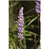Liriope muscari