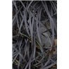 Ophiopogon planiscapus "Niger" ( Schwarzer Schlangenbart)