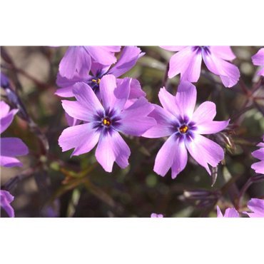 Phlox subulata "Purple Beauty"
