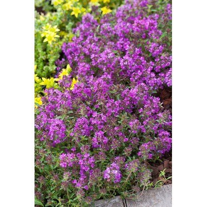 Thymus praecox "Purple beauty" (Thym)