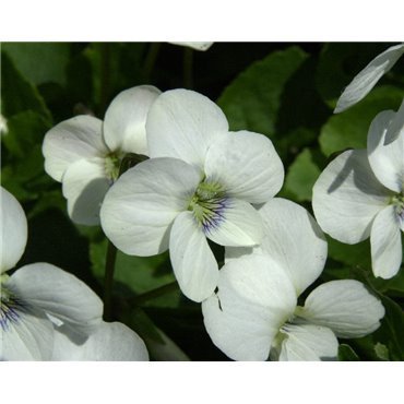 Viola sororia "Albiflora" ( Weisses Pfingstveilchen)