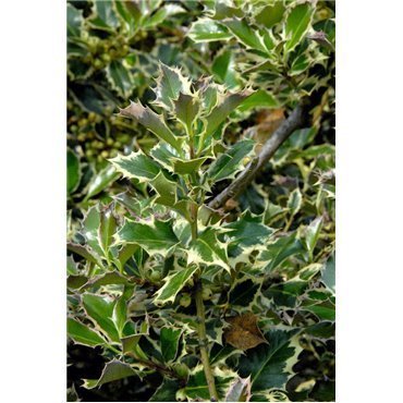 Ilex aquifolium Argenteomarginata  (zweifarbige Stechpalme )