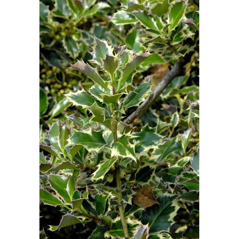 Ilex aquifolium Argenteomarginata (houx panaché)